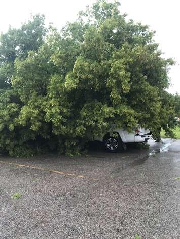 A fallen tree covers vehicles in the Olives restaurant parking lot. August 21, 2018. (Photo submitted by Madeleine Addy)