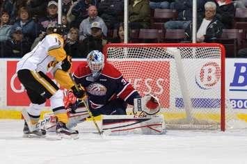The Sarnia Sting in action against the Saginaw Spirit. November 8, 2015. Photo by Metcalfe Photography.