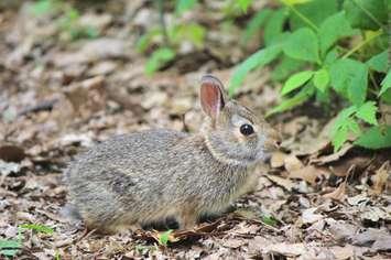 Canatara rabbit (BlackburnNews.com photo by Dave Dentinger)