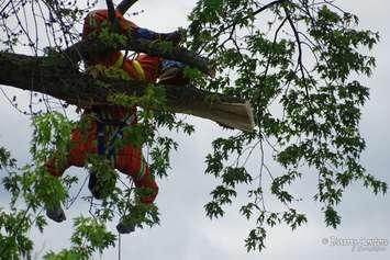 Sarnia Fire and Rescue help a man stuck in a tree May 30, 2020. Photo submitted by Barry Loxton. 
