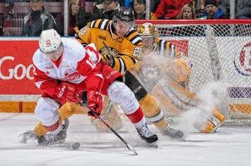 Sting vs Greyhounds (File photo courtesy of Metcalfe Photography)