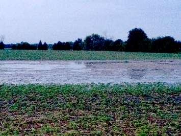 Flooded field.  June 23, 2015. BlackburnNews.com photo by Sue Storr. 