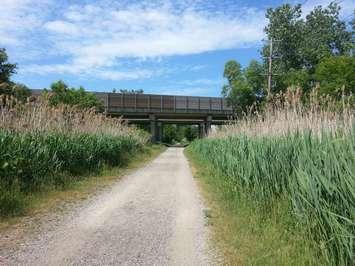 Phragmites line the Howard Watson Nature Trail. Photo submitted by City of Sarnia. 
