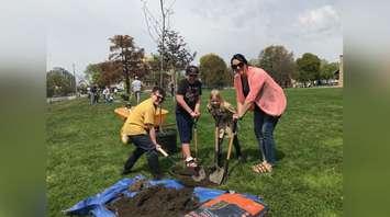 From left to right - Grade 3/4 students Avery Burden, Clark Austin, Brooklyn Cook work with Miss Parsley to plant a tree at London Road Public School. May 16, 2019 Photo by Melanie Irwin