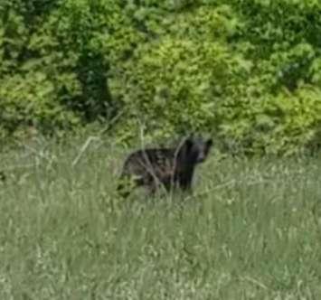 A black bear spotted on Kettle and Stony Point First Nation.  May 2021.  (Photo provided by Rudy Bressette Jr.)