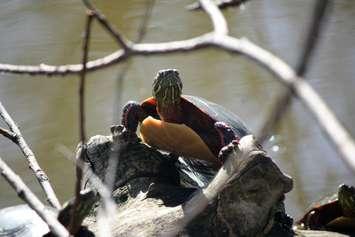 Turtle at Canatara Park Sarnia (BlackburnNews.com photo by Dave Dentinger)