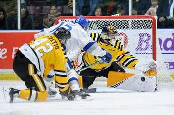 Sting vs Wolves Jan 18 / 20. Photo courtesy of Metcalfe Photography. 