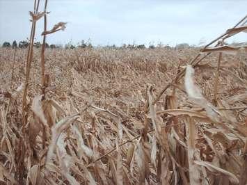High winds damage corn fields in Chatham-Kent. (Photo by Simon Crouch)