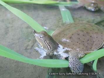 Eastern Spiny Softshell turtle hatchling.  (Photo by St. Clair Region Conservation Authority)