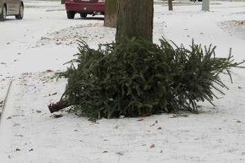 An old Christmas tree placed outside for disposal. (File photo by Miranda Chant, Blackburn News)