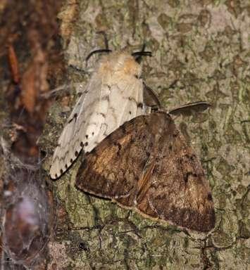 File photo of two Gypsy Moths courtesy of © Can Stock Photo / ca2hill