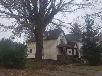 A burr oak, believed to be over 150-years-old is pictured here at 379 Russell St. S in Sarnia. (Photo by Rob Jenkins)