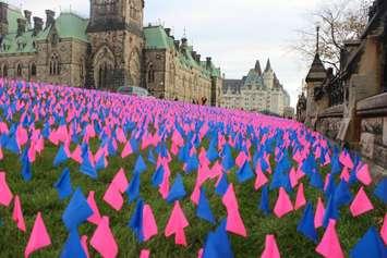 Volunteers from We Need a Law inserted over 100,000 pink and blue flags into the lawn in front of the Parliament Buildings October 2014.  (Photo courtesy of We Need a Law Facebook page.)