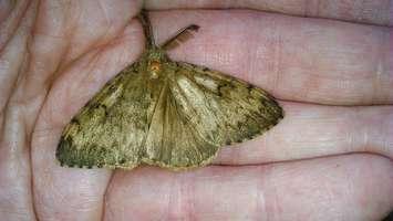 Gypsy Moth (Photo by Alastair Rae on Flickr)