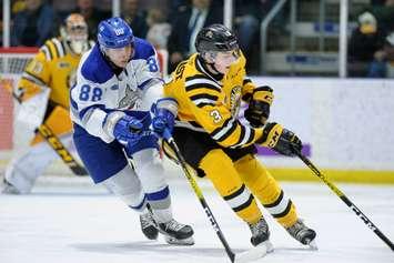 Sting vs Wolves Jan. 18 / 20.Photo courtesy of Metcalfe Photography. 