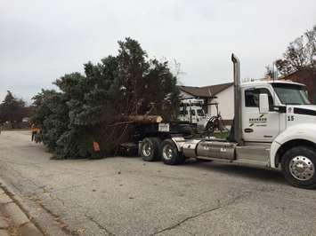 A giant blue spruce, donated by the Yates family on Cobblestone Cres., is set on a flatbed to be moved to city hall. November 15, 2017 (Photo by Melanie Irwin)